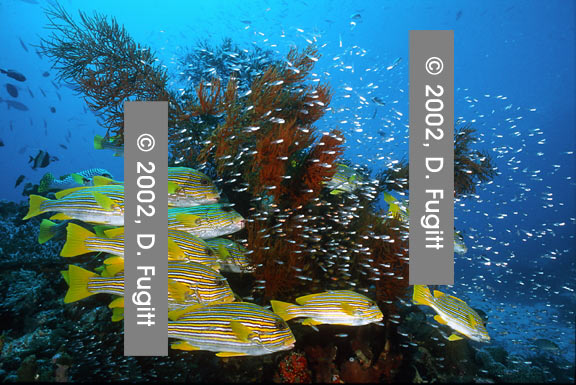 West Mansoear Sweetlips Photo, Mansoear Island