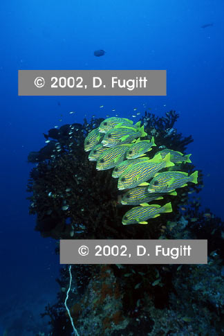 School of Sweetlips Fish Photo, Raja Ampat Islands