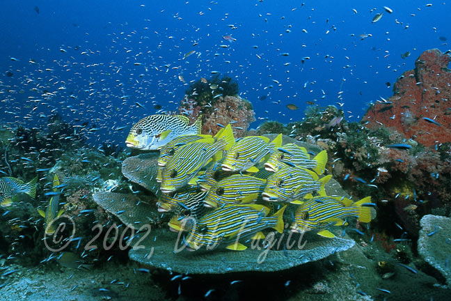 School of Sweetlips Fish Photo, Raja Ampat Islands