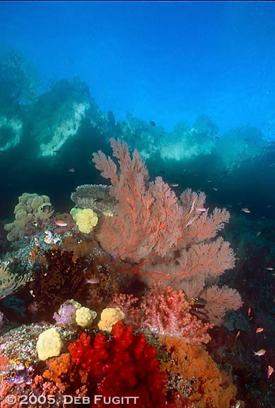 Misool, Shallow Corals