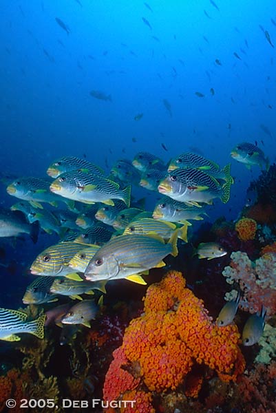 Sweetlips and Cup Corals