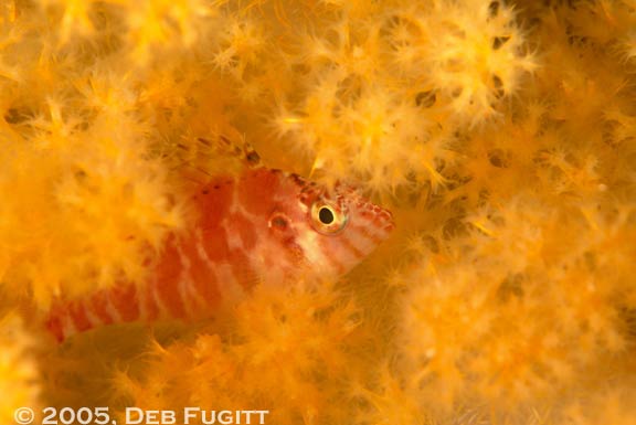 Hawkfish Yellow Soft Coral