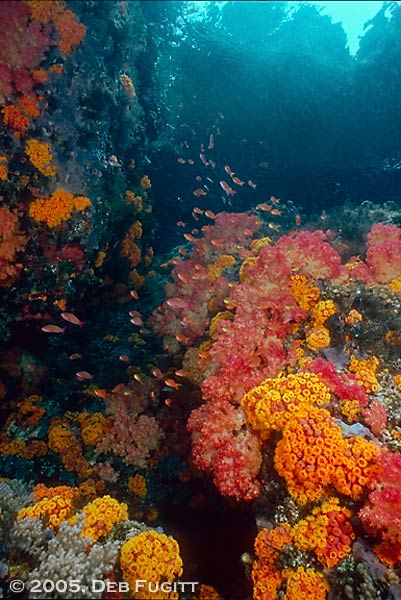 Hiding from the Current - Misool