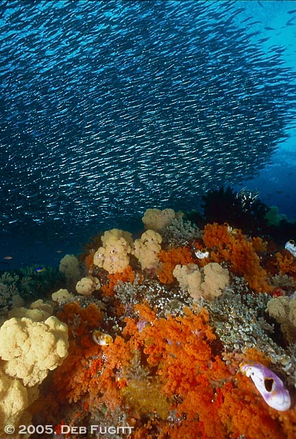 Silversides - Raja Ampat Diving