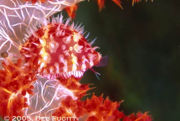 Allied Cowrie, Raja Ampat night dive
