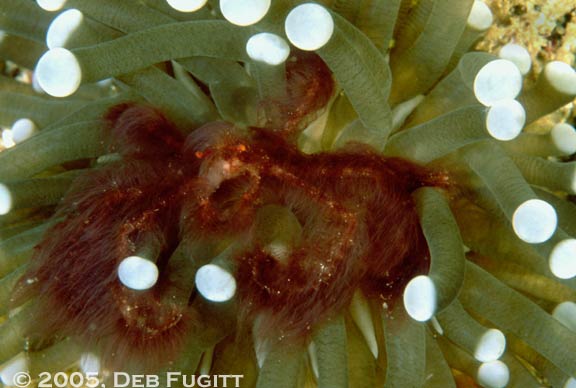 Orangutan Crab, Waigeo, Papua Diving