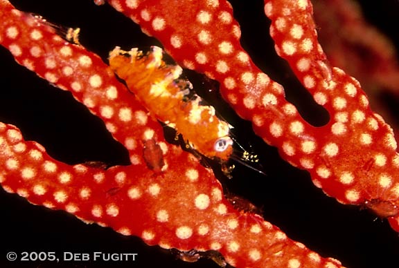 Fiabacet-redshrimp1h-x