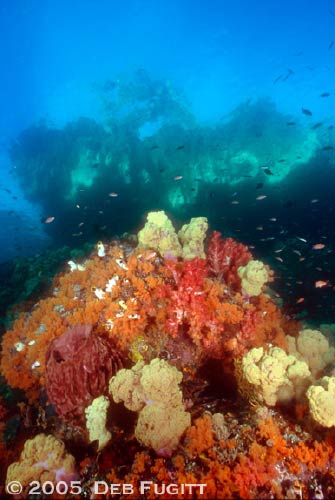 Misool, Raja Ampat Corals