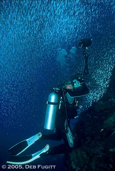 Gigantic Schools of Small Fish