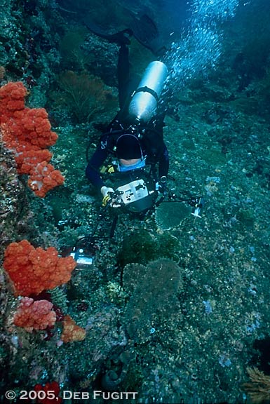 Hal Photographs the Wobbegong
