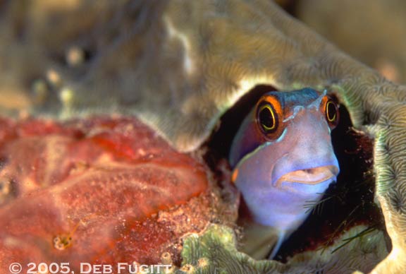 Blenny Portrait