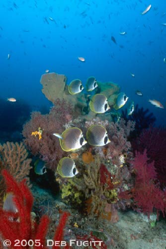 Butterflyfish - Papua Diving Site