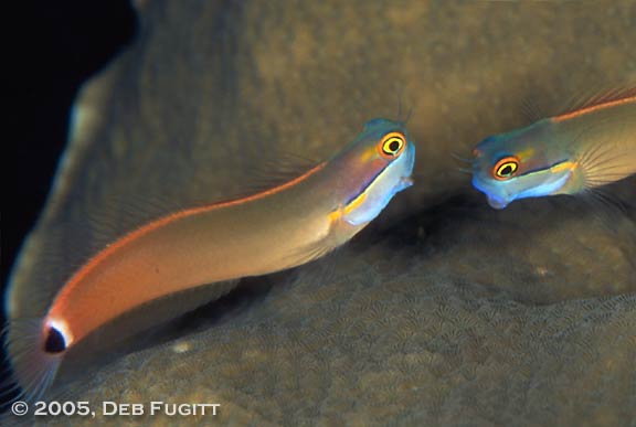 The Challenge - Blennies