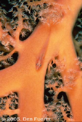 Coral Goby