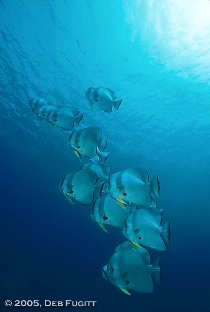 Teira Batfish School