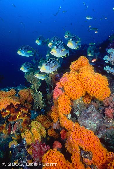 Sweetlips and Golden Cup Corals - Indonesia Diving