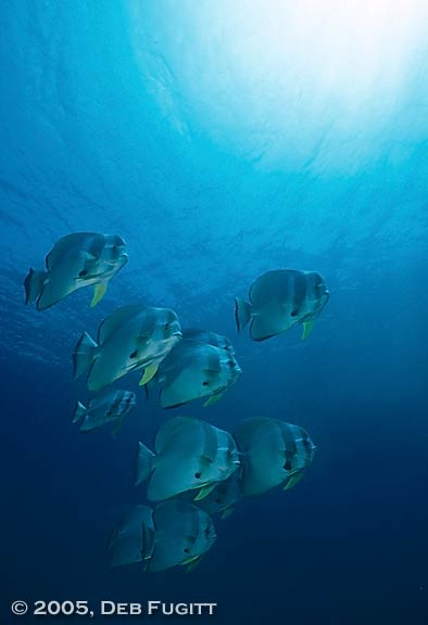 Teira Batfish School