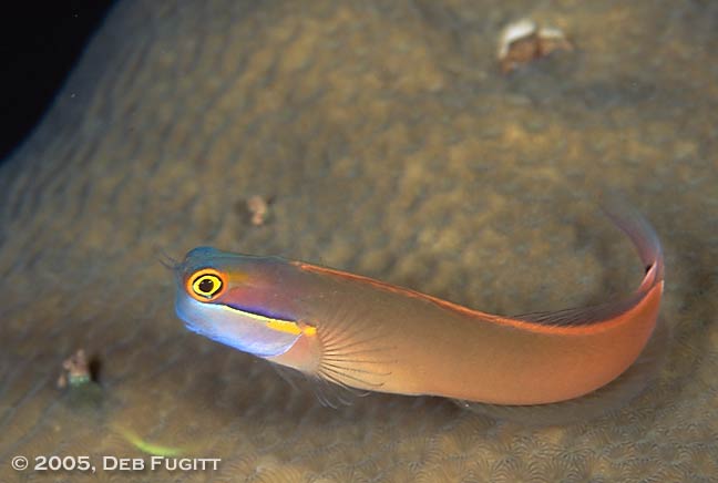 Colorful blenny - Papua Indonesia Diving