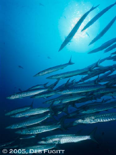 Barracuda Schools - Papua Indonesia Diving
