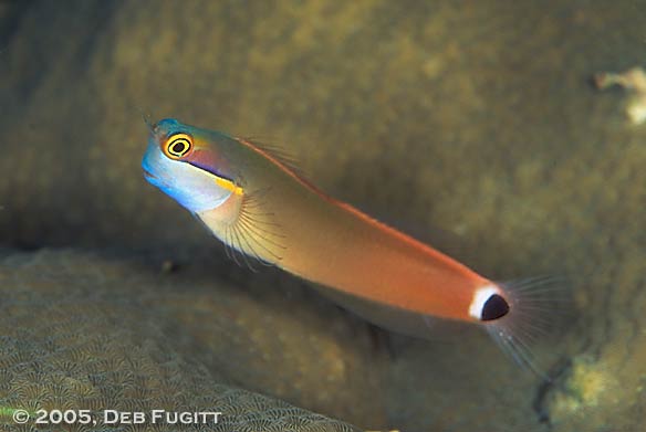 Colorful blenny - Diving Papua Indonesia