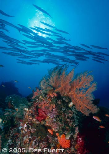 Afternoon Barracuda and Corals