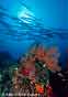 Afternoon Barracuda and Corals