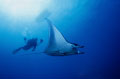 manta ray and diver