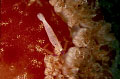 spanish dancer and shrimp