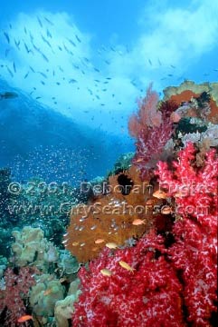 Clouds & Reef - Cape Kri