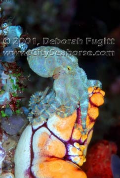 No, I did not handle the Octopus