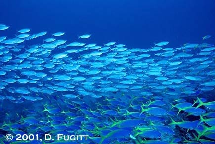 Fusers and more Fusers