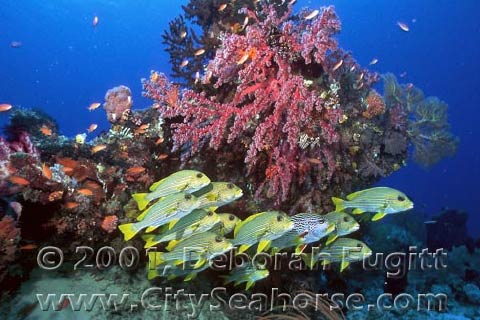 Typical Sweetlips Group