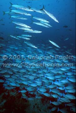 Barracuda and Surgeonfish