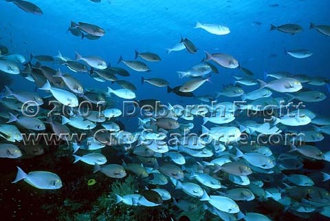 Typical Surgeonfish Schools