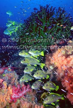 Mike's Point - Typical Scene