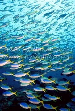 Do you like Fish Wallpaper?