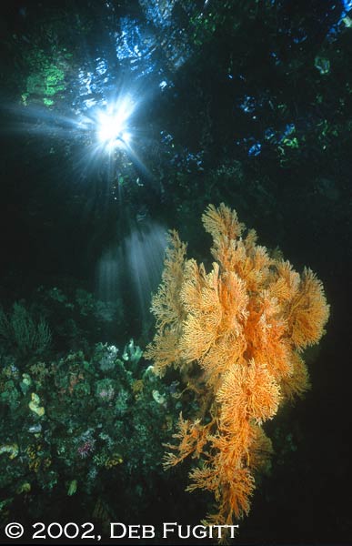Raja Ampat Islands, Irian Jaya Indonesia