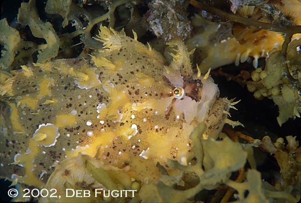 Wayag, Raja Ampat Islands, Irian Jaya Indonesia