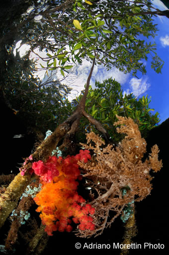 underwater photography contest winners