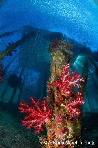 underwater photography contest winners