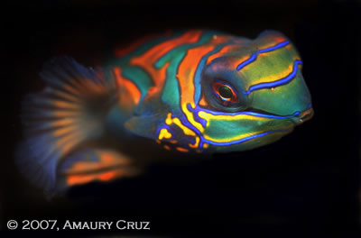underwater photography contest winners