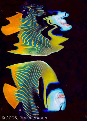 underwater photography contest winners