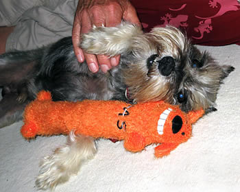 don silcock underwater photography instruction in raja ampat