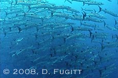 1000 Chevron Barracuda, Halmahera liveaboard trip