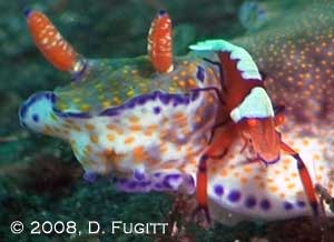 Lembeh Strait liveaboard trip