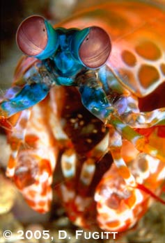 Banda Sea liveaboard trip