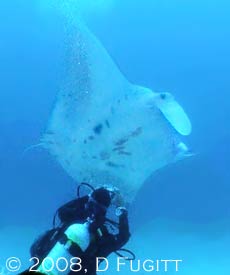 Lembeh Strait liveaboard trip