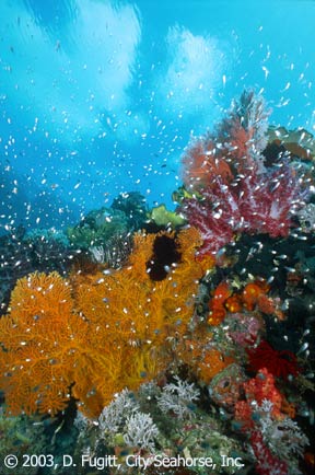 Wayag photos, Raja Empat, Diving Sorong