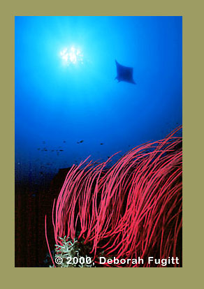 Banda Sea, Koon Island Manta and Sea Whips, liveaboard trip