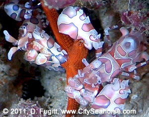 harlequin shrimp
